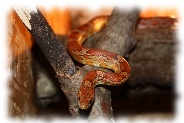 pantherophis guttatus, kornnatter miami